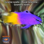 Grama Loreto - Royal Gramma - Gramma loreto