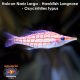 Halcon Nariz Larga - Hawkfish Longnose - Oxycirrhites typus