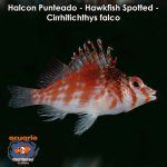 Halcon Punteado - Hawkfish Spotted - Cirrhitichthys falco