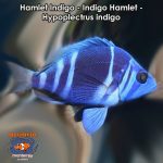 Hamlet Indigo - Indigo Hamlet - Hypoplectrus indigo