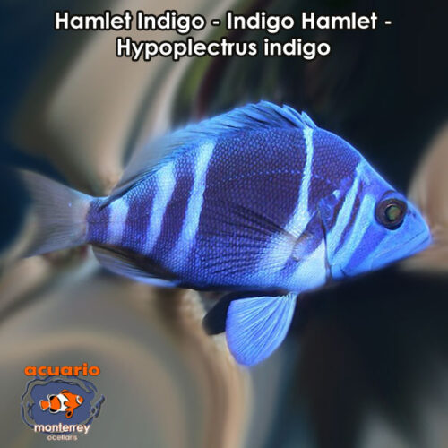 Hamlet Indigo - Indigo Hamlet - Hypoplectrus indigo
