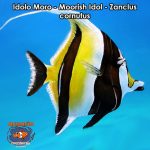 Idolo Moro - Moorish Idol - Zanclus cornutus