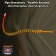 Pipa Bandeado - Pipefish Banded - Doryrhamphus dactyliophorus
