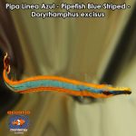 Pipa Linea Azul - Pipefish Blue Striped - Doryrhamphus excisus