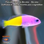 Pseudochromis Bicolor - Bicolor Dottyback - Pictichromis paccagnella