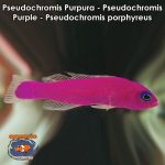 Pseudochromis Purpura - Pseudochromis Purple - Pseudochromis porphyreus