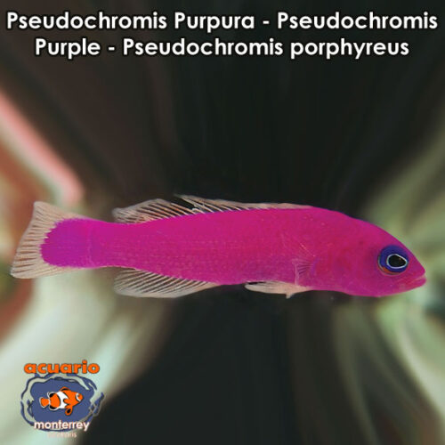 Pseudochromis Purpura - Pseudochromis Purple - Pseudochromis porphyreus