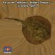 Raya de California - Hallers Stingray - Urobatis halleri