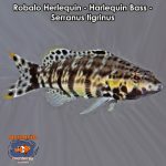Robalo Herlequin - Harlequin Bass - Serranus tigrinus