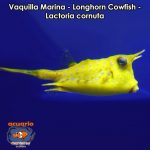 Vaquilla Marina - Longhorn Cowfish - Lactoria cornuta