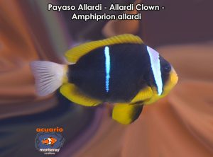 Payaso Allardi - Allardi Clown - Amphiprion allardi