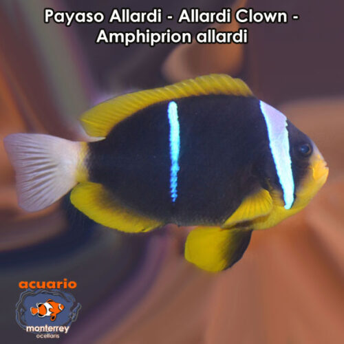 Payaso Allardi - Allardi Clown - Amphiprion allardi