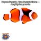 Payaso Percula - True Percula Clown - Amphiprion percula