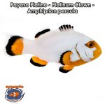 Payaso Platino - Platinum Clown - Amphiprion percula