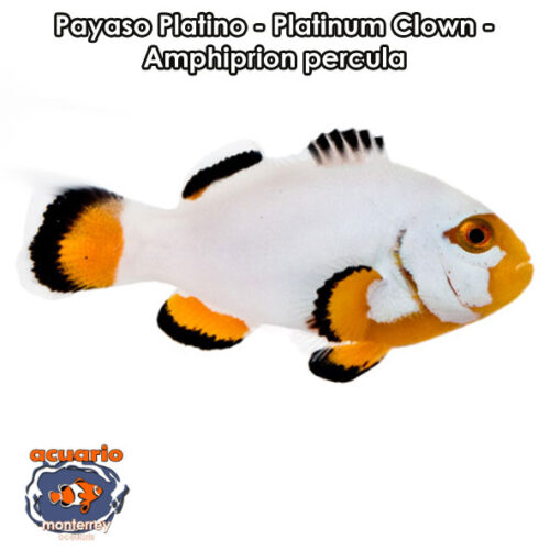 Payaso Platino - Platinum Clown - Amphiprion percula