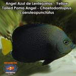 Angel Azul de Lentejuelas - Yellow Tailed Poma Angel - Chaetodontoplus caeruleopunctatus