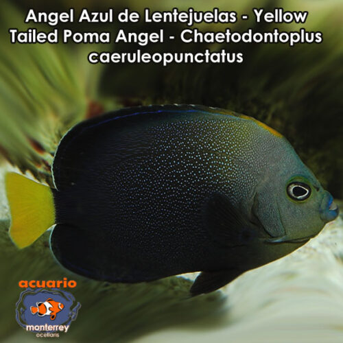 Angel Azul de Lentejuelas - Yellow Tailed Poma Angel - Chaetodontoplus caeruleopunctatus