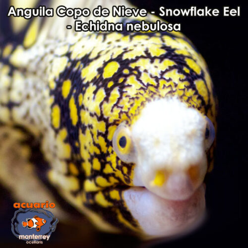 Anguila Copo de Nieve - Snowflake Eel - Echidna nebulosa