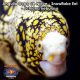 Anguila Copo de Nieve - Snowflake Eel - Echidna nebulosa