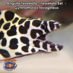Anguila Tesselata - Tesselata Eel - Gymnothorax favagineus