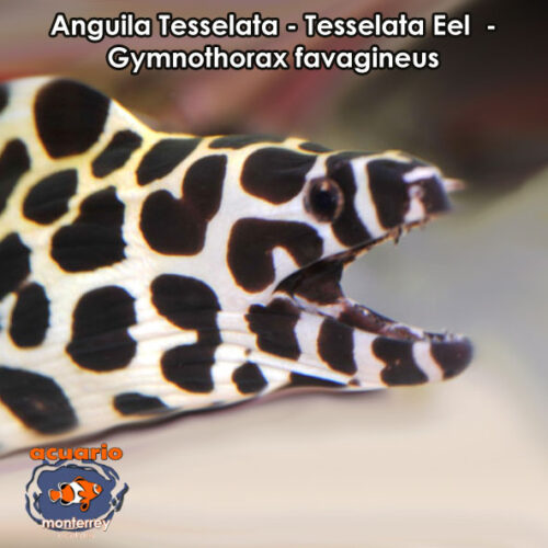 Anguila Tesselata - Tesselata Eel - Gymnothorax favagineus