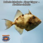 Ballesta Estrellada - Starry Trigger - Abalistes stellatus