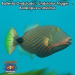 Ballesta Ondulado - Undulatus Trigger - Balistapus undulatus