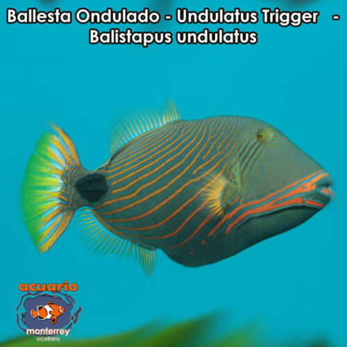 Ballesta Ondulado - Undulatus Trigger - Balistapus undulatus