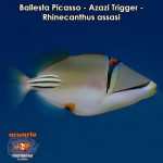 Ballesta Picasso - Azazi Trigger - Rhinecanthus assasi