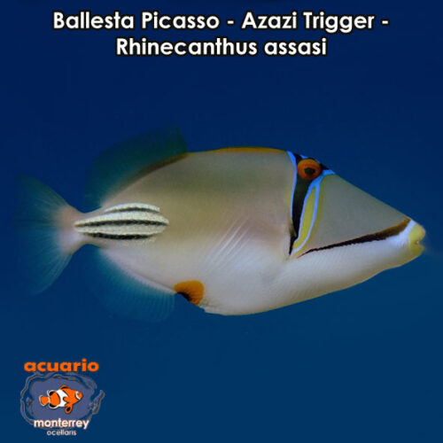 Ballesta Picasso - Azazi Trigger - Rhinecanthus assasi