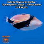 Ballesta Picasso de Antifaz - Rectangulatus Trigger - Rhinecanthus rectangulus