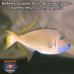 Ballesta Quijada Azul - Bluejaw Trigger - Xanthichthys auromarginatus