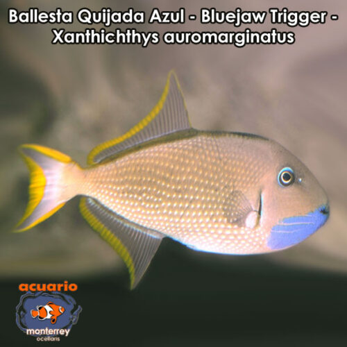 Ballesta Quijada Azul - Bluejaw Trigger - Xanthichthys auromarginatus