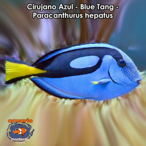Cirujano Azul - Blue Tang - Paracanthurus hepatus