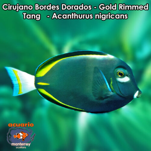 Cirujano Bordes Dorados - Gold Rimmed Tang - Acanthurus nigricans