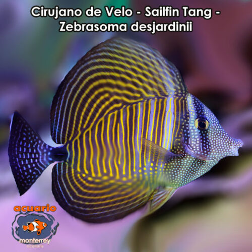 Cirujano de Velo - Sailfin Tang - Zebrasoma desjardini