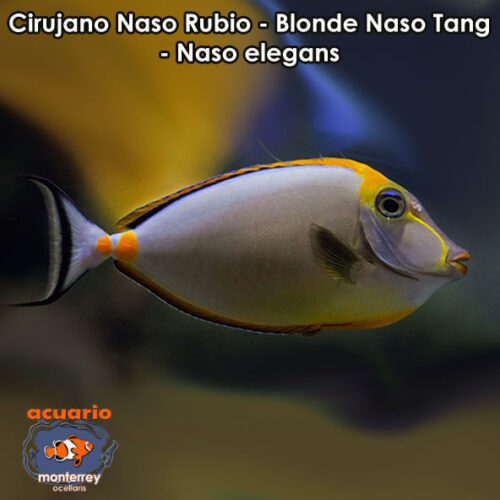 Cirujano Naso Rubio - Blonde Naso Tang - Naso elegans