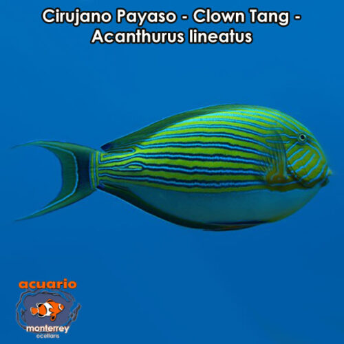 Cirujano Payaso - Clown Tang - Acanthurus lineatus