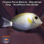 Cirujano Pecas Blancas - Maculiceps Tang - Acanthurus maculiceps