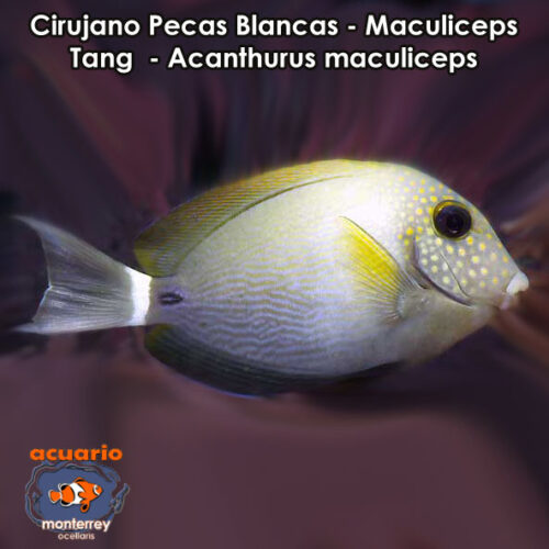 Cirujano Pecas Blancas - Maculiceps Tang - Acanthurus maculiceps