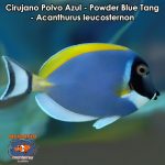 Cirujano Polvo Azul - Powder Blue Tang - Acanthurus leucosternon