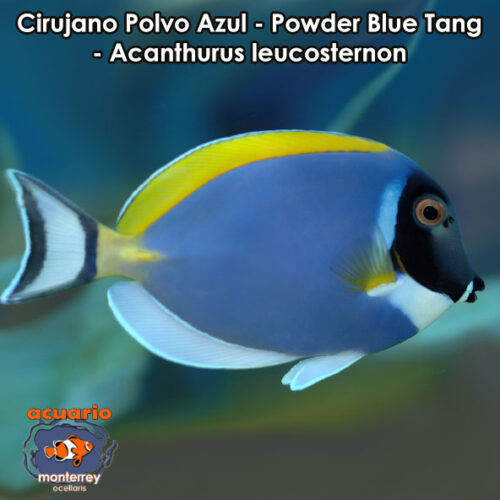 Cirujano Polvo Azul - Powder Blue Tang - Acanthurus leucosternon
