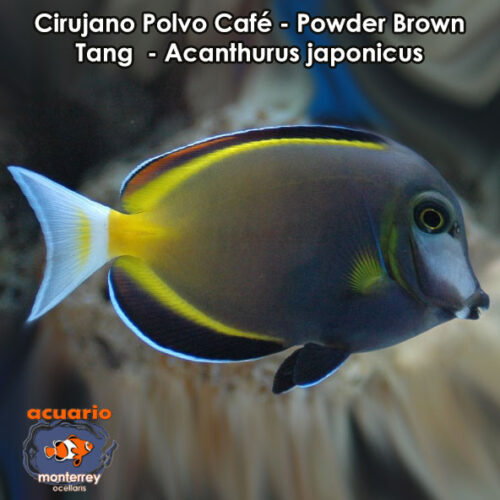 Cirujano Polvo Cafe - Powder Brown Tang - Acanthurus japonicus