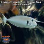 Cirujano Unicornio Azul - Unicorn Tang - Naso brevirostris