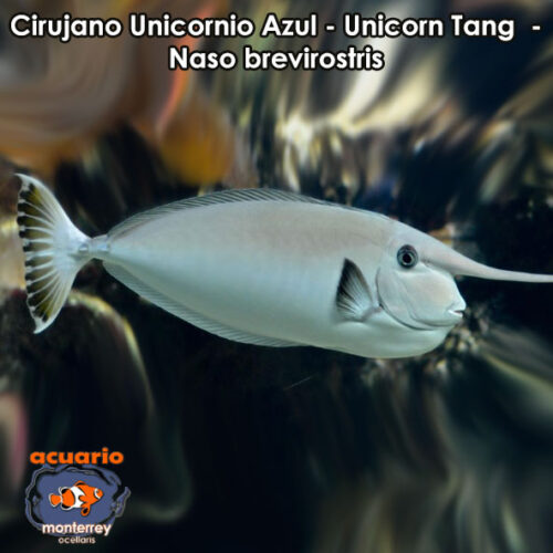 Cirujano Unicornio Azul - Unicorn Tang - Naso brevirostris