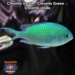 Chromis Verde - Chromis Green - Chromis viridis