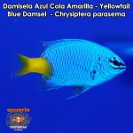 Damisela Azul Cola Amarilla - Yellowtail Blue Damsel - Chrysiptera parasema