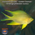Damisela Dorada - Golden Damsel - Amblyglyphidodon aureus