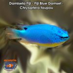 Damisela Fiji - Fiji Blue Damsel - Chrysiptera taupou
