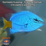 Damisela Kupang - Kupang Damsel - Chrysiptera parasema